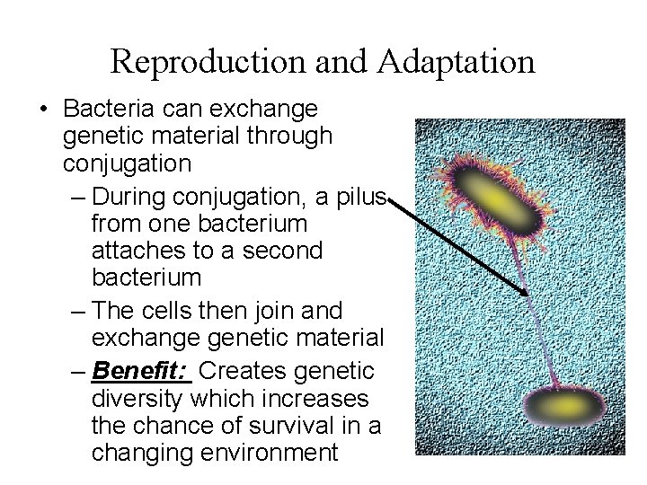 Reproduction and Adaptation • Bacteria can exchange genetic material through conjugation – During conjugation,