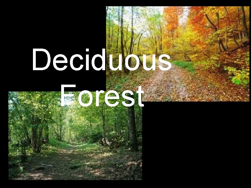 Deciduous Forest 