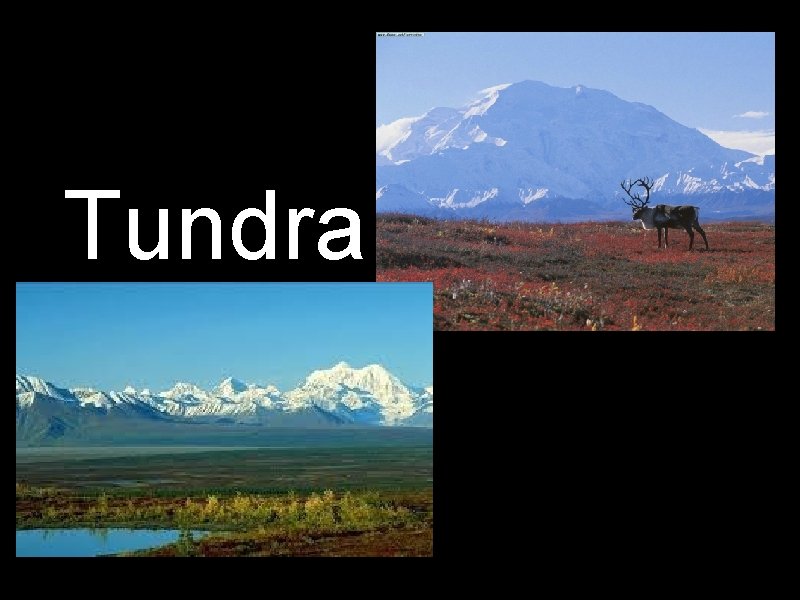 Tundra 