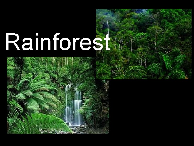 Rainforest 