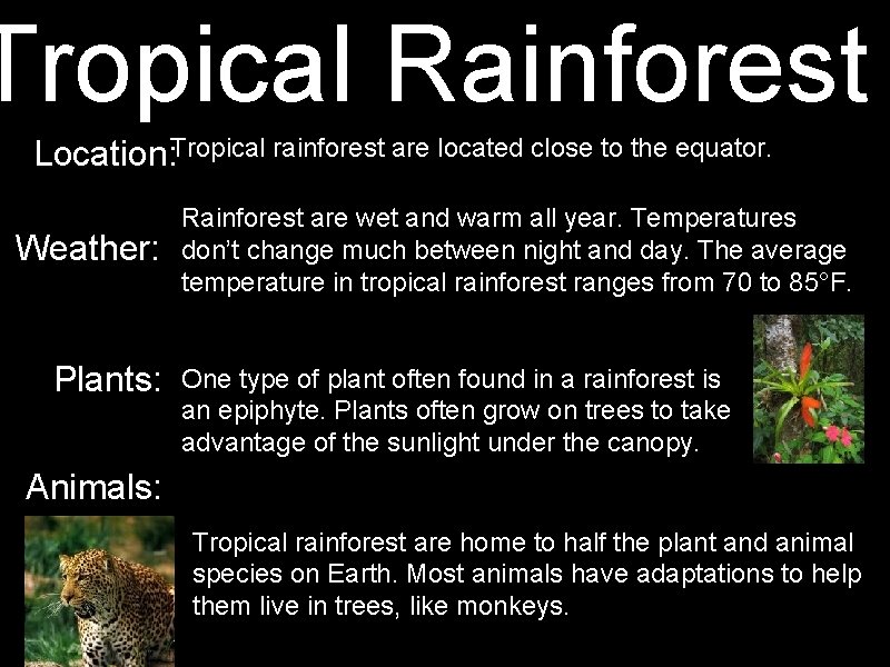 Tropical Rainforest Location: Tropical rainforest are located close to the equator. Weather: Plants: Rainforest