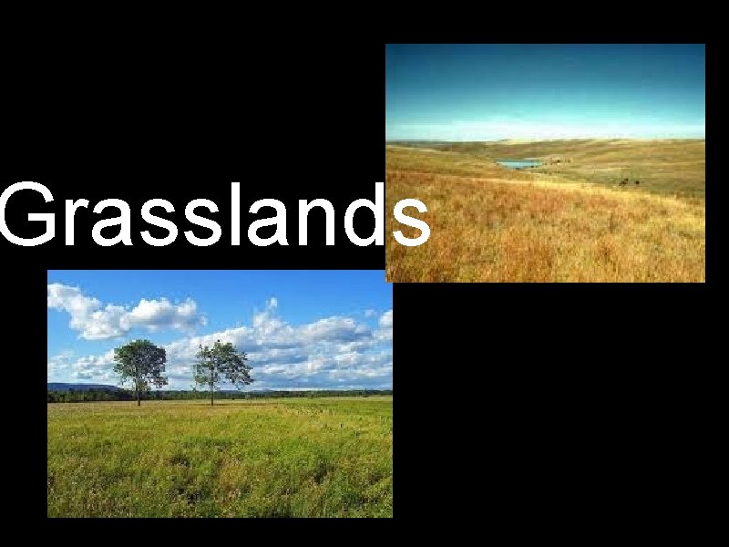 Grasslands 