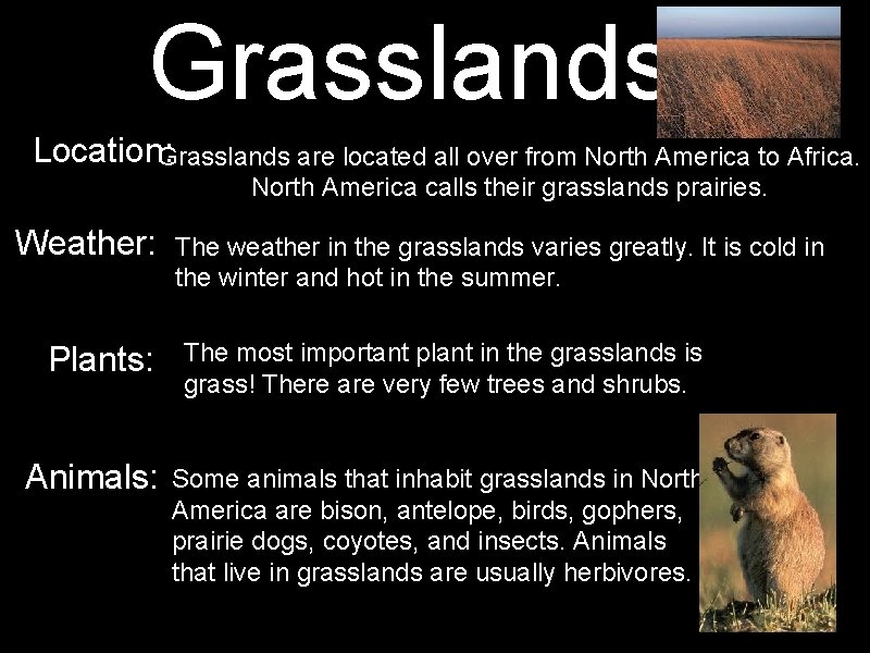 Grasslands Location: Grasslands are located all over from North America to Africa. North America