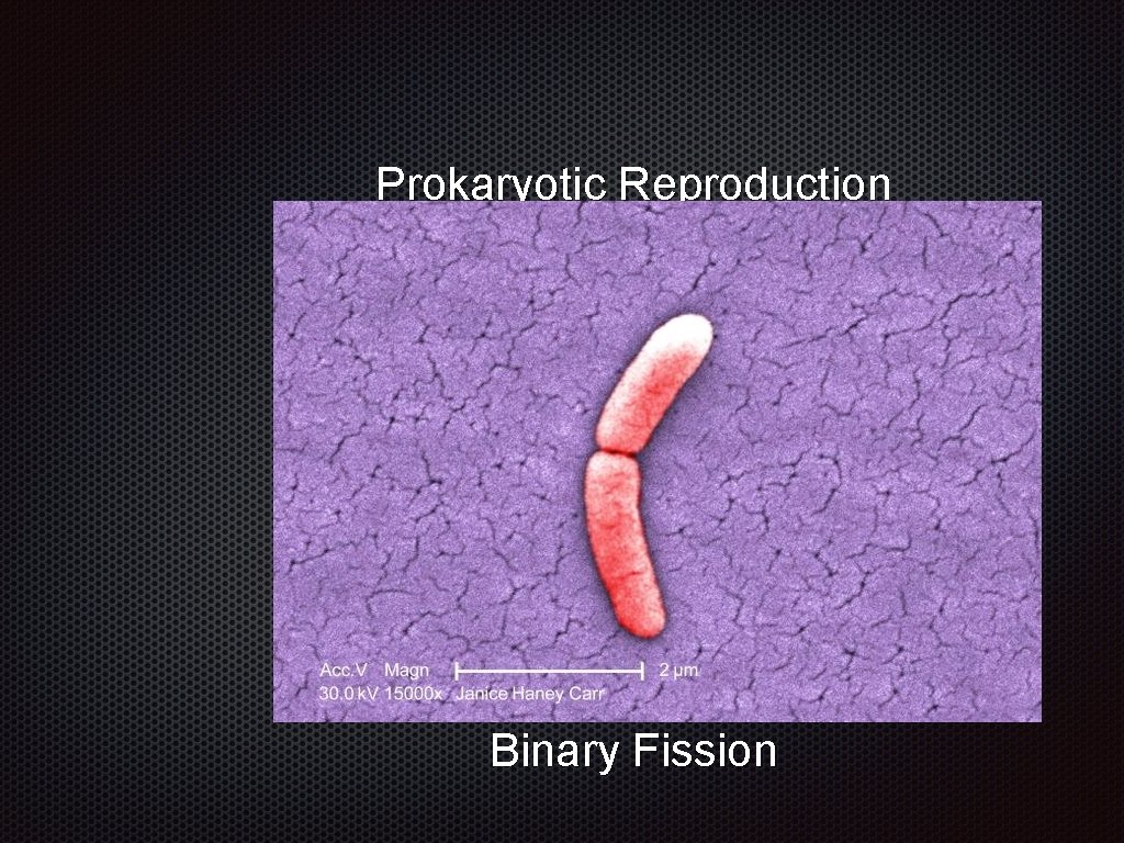 Prokaryotic Reproduction Binary Fission 