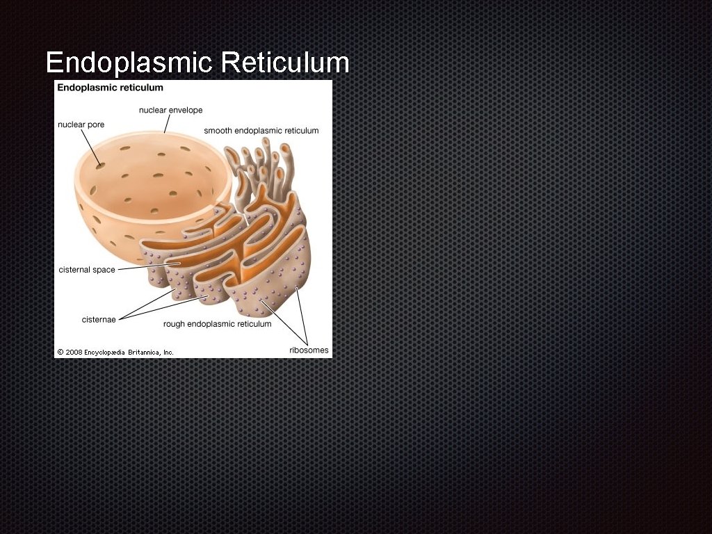 Endoplasmic Reticulum 