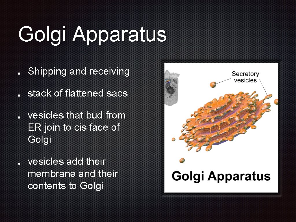 Golgi Apparatus Shipping and receiving stack of flattened sacs vesicles that bud from ER