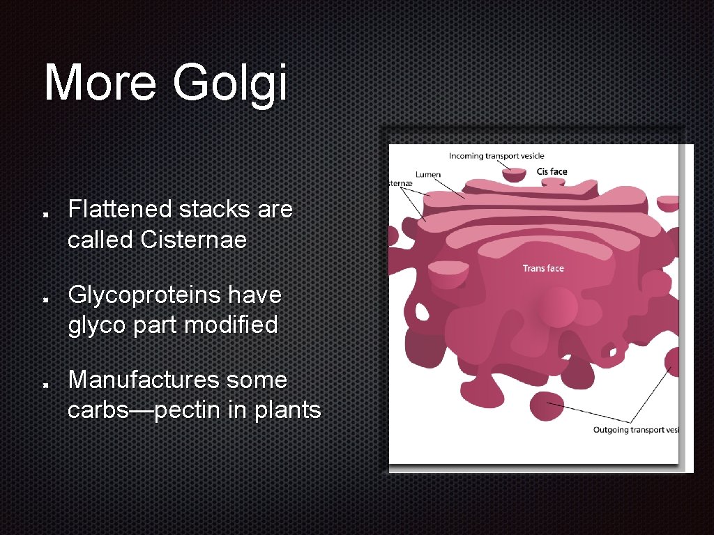 More Golgi Flattened stacks are called Cisternae Glycoproteins have glyco part modified Manufactures some