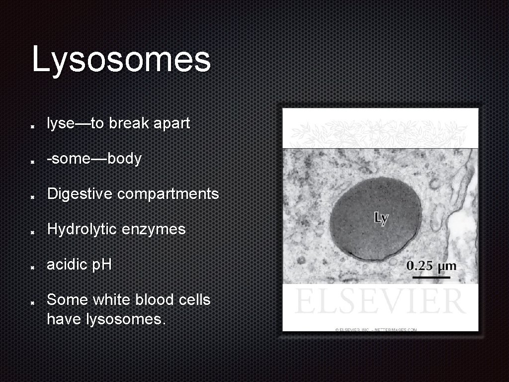 Lysosomes lyse—to break apart -some—body Digestive compartments Hydrolytic enzymes acidic p. H Some white