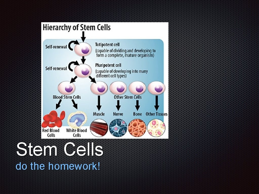 Text Stem Cells do the homework! 