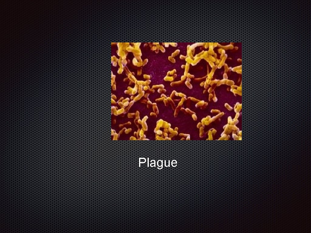Plague 