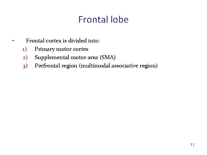 Frontal lobe • Frontal cortex is divided into: 1) Primary motor cortex 2) Supplemental