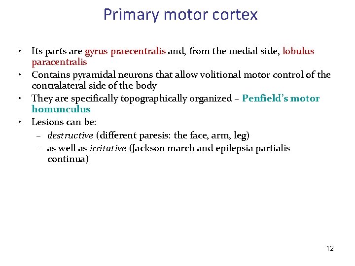 Primary motor cortex • • Its parts are gyrus praecentralis and, from the medial