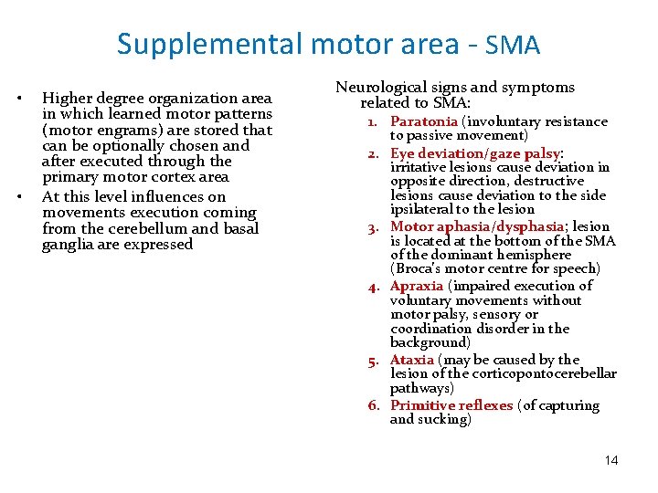 Supplemental motor area - SMA • • Higher degree organization area in which learned
