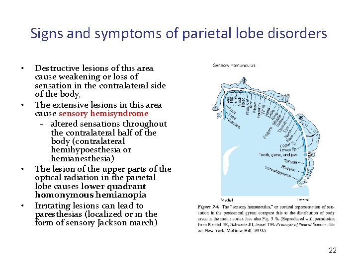 Signs and symptoms of parietal lobe disorders • • Destructive lesions of this area