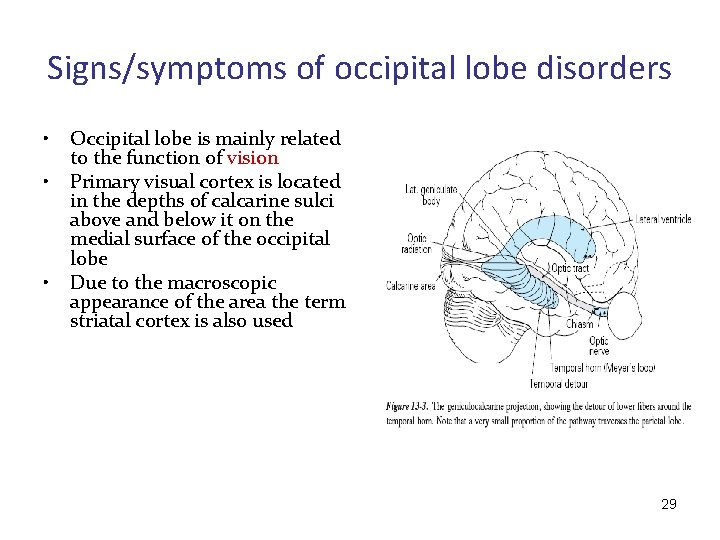Signs/symptoms of occipital lobe disorders • • • Occipital lobe is mainly related to