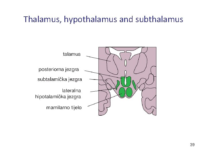 Thalamus, hypothalamus and subthalamus 39 