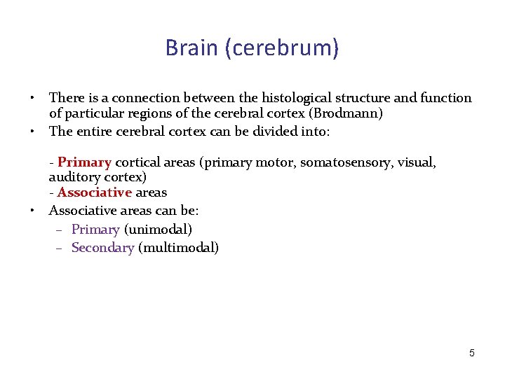 Brain (cerebrum) • • • There is a connection between the histological structure and