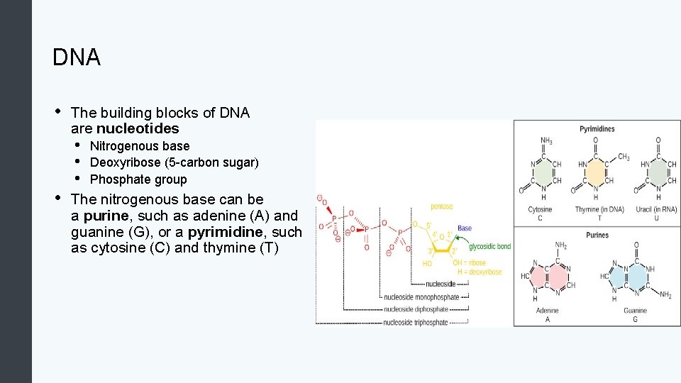 DNA • • The building blocks of DNA are nucleotides • • • Nitrogenous