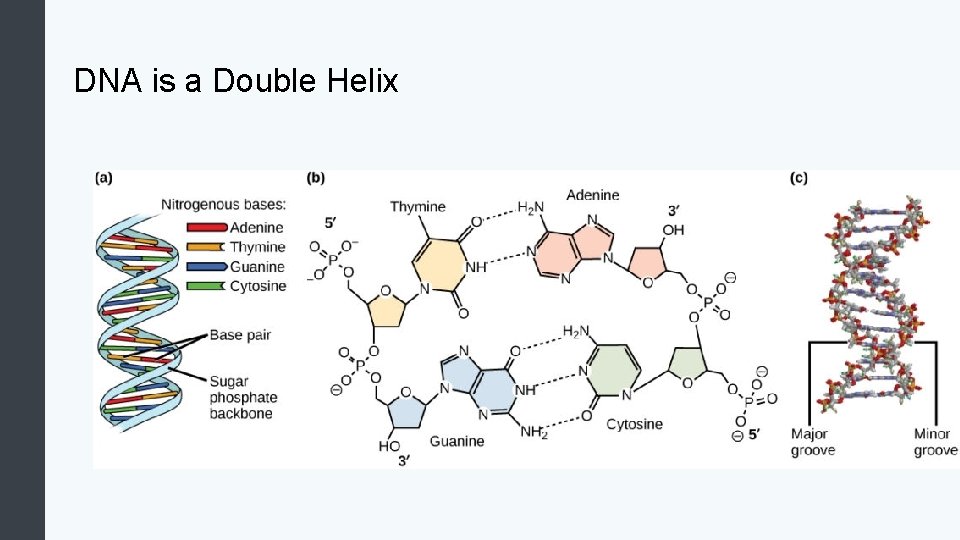DNA is a Double Helix 