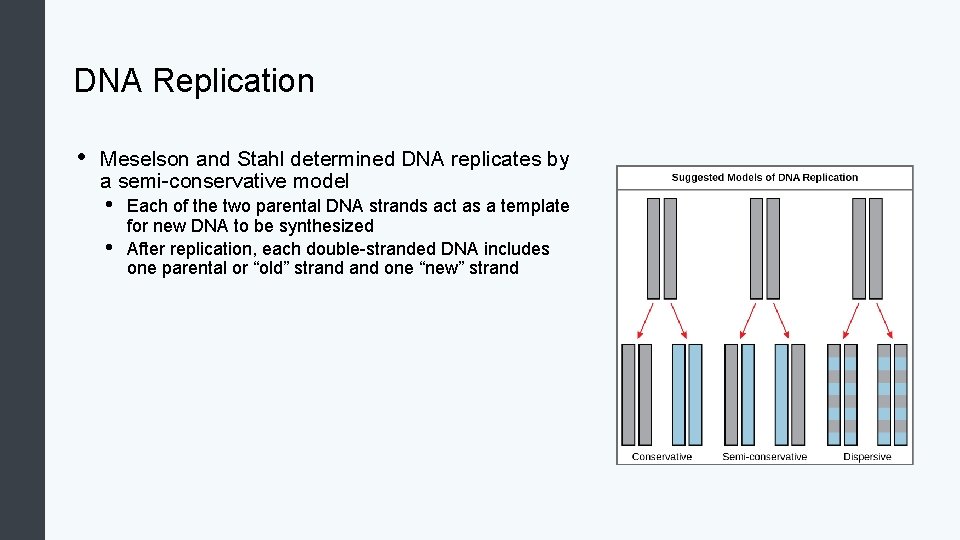 DNA Replication • Meselson and Stahl determined DNA replicates by a semi-conservative model •
