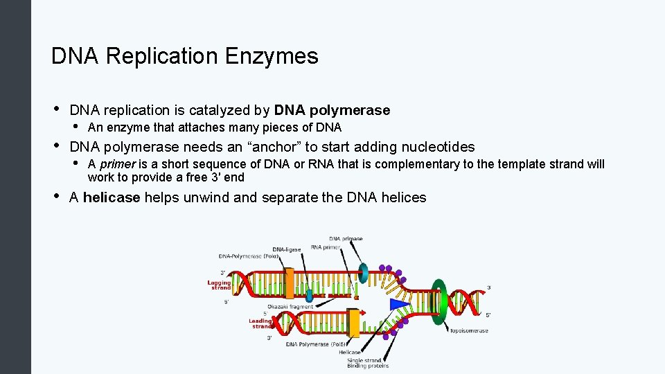 DNA Replication Enzymes • • • DNA replication is catalyzed by DNA polymerase •
