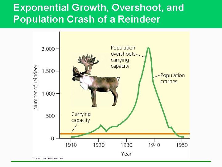 Exponential Growth, Overshoot, and Population Crash of a Reindeer 