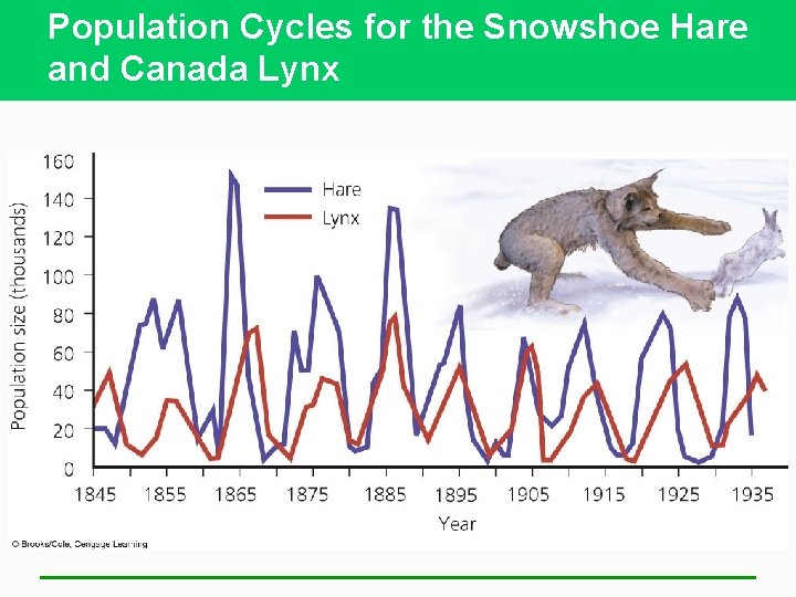 Population Cycles for the Snowshoe Hare and Canada Lynx 