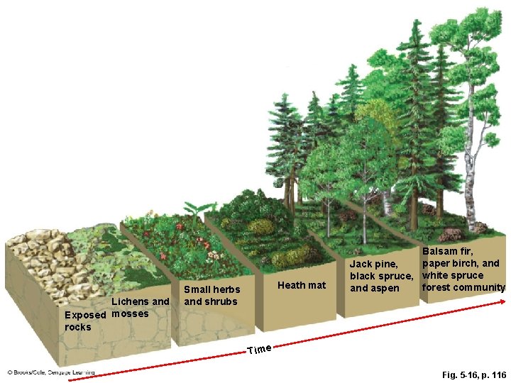 Lichens and Exposed mosses rocks Heath mat Small herbs and shrubs Balsam fir, paper