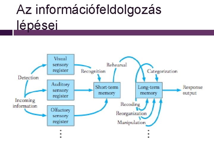 Az információfeldolgozás lépései 