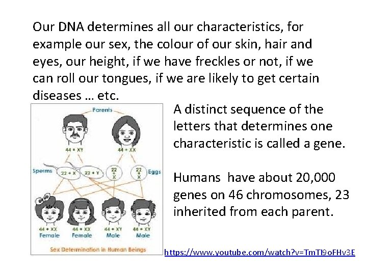 Our DNA determines all our characteristics, for example our sex, the colour of our