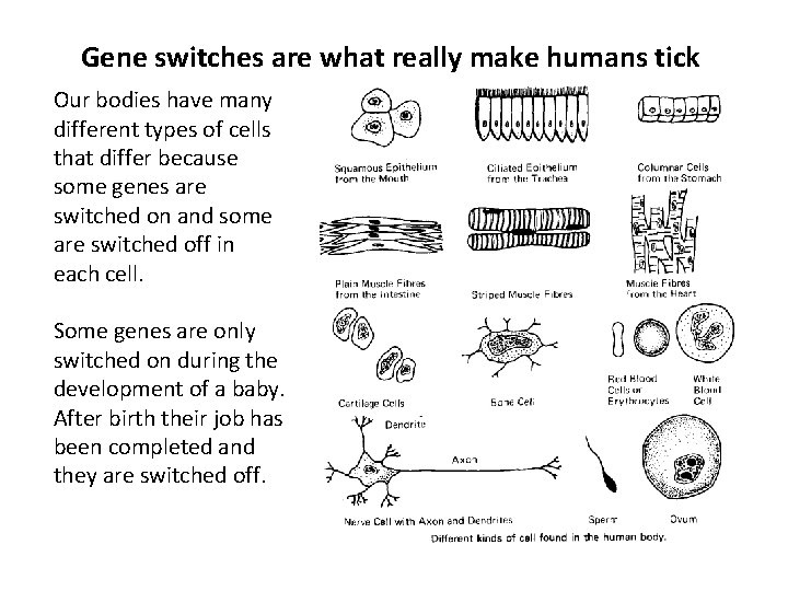 Gene switches are what really make humans tick Our bodies have many different types