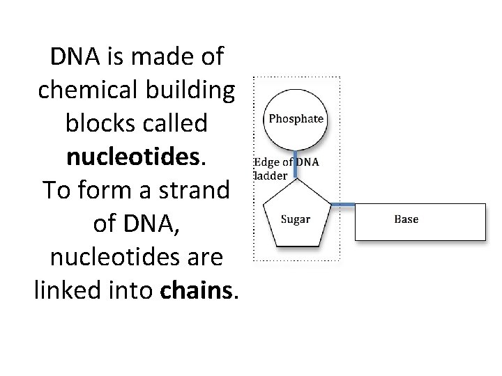 DNA is made of chemical building blocks called nucleotides. To form a strand of