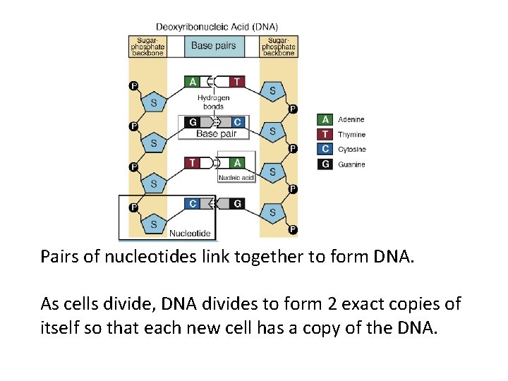 Pairs of nucleotides link together to form DNA. As cells divide, DNA divides to