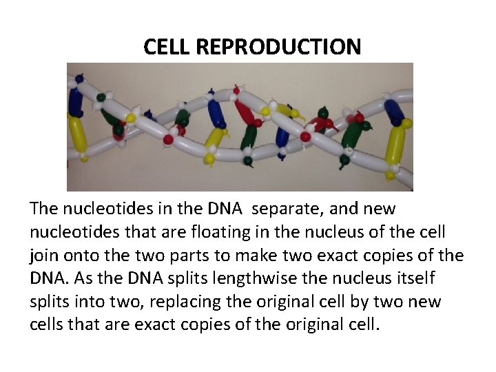 CELL REPRODUCTION The nucleotides in the DNA separate, and new nucleotides that are floating