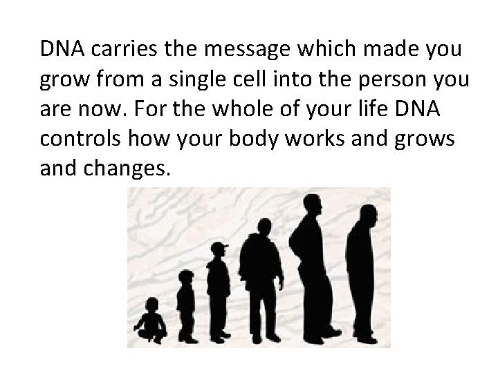 DNA carries the message which made you grow from a single cell into the