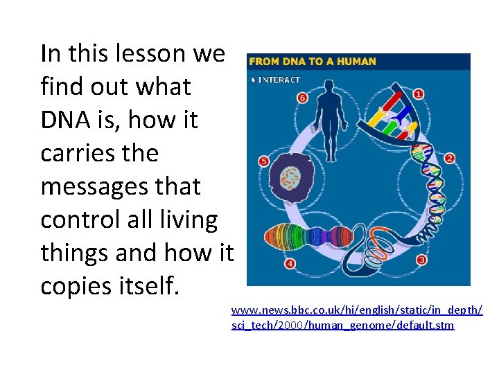In this lesson we find out what DNA is, how it carries the messages