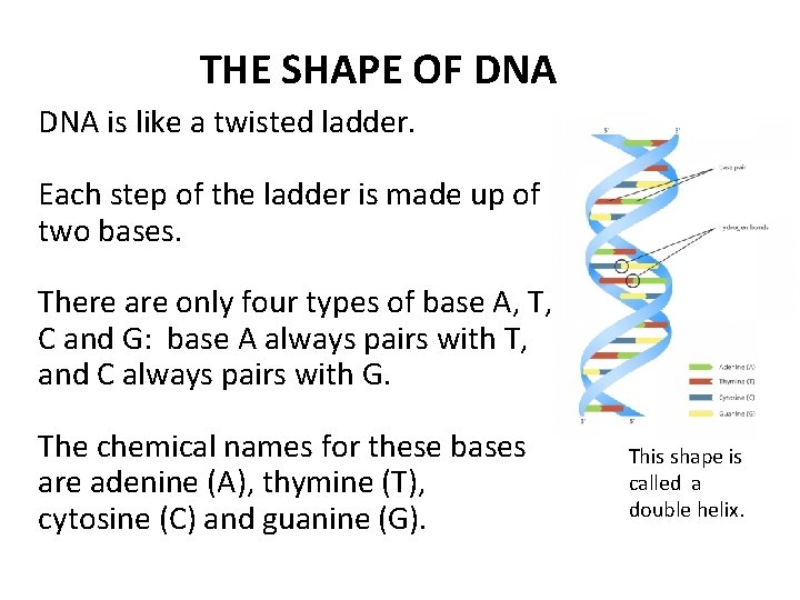 THE SHAPE OF DNA is like a twisted ladder. Each step of the ladder