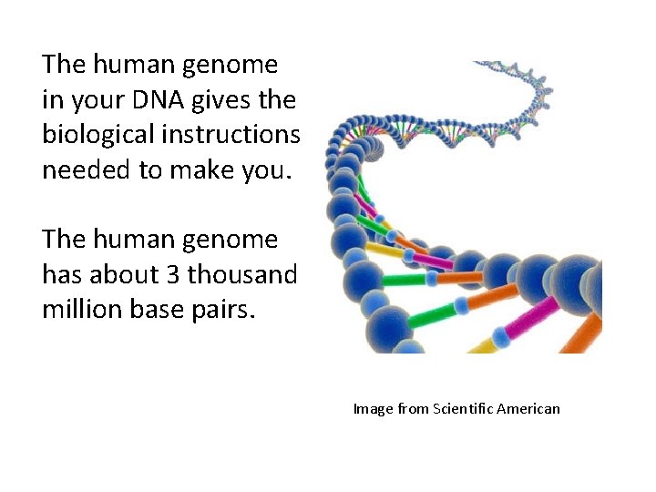 The human genome in your DNA gives the biological instructions needed to make you.