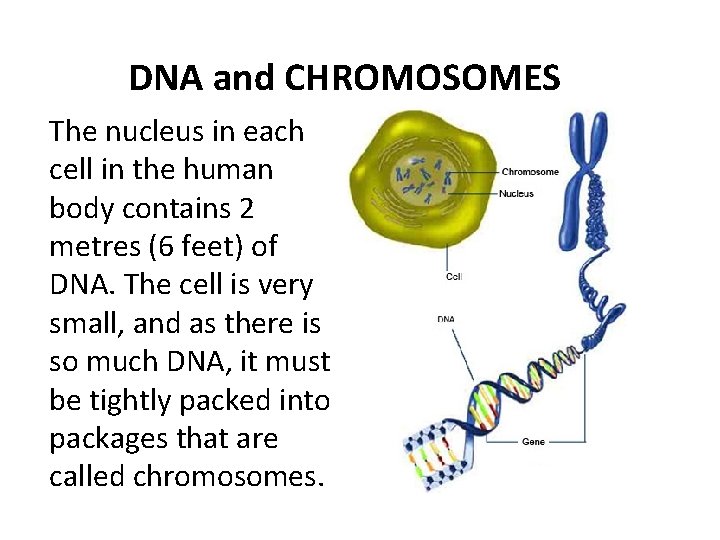 DNA and CHROMOSOMES The nucleus in each cell in the human body contains 2