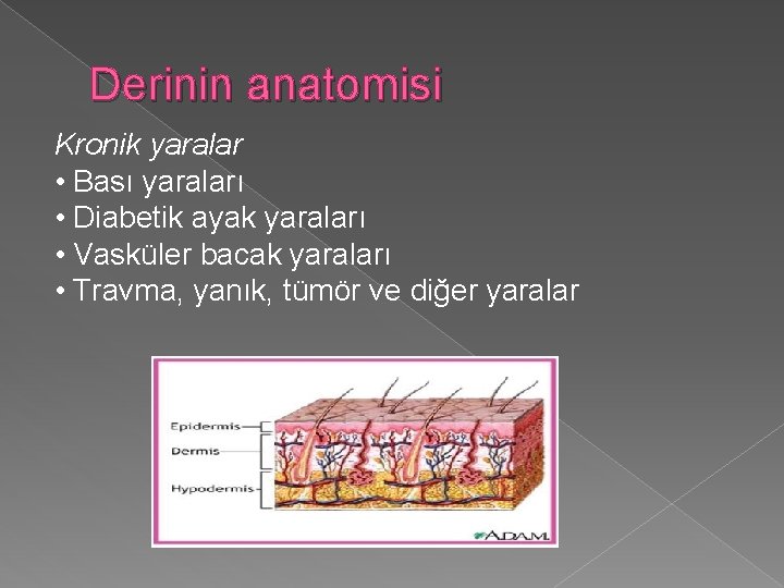 Derinin anatomisi Kronik yaralar • Bası yaraları • Diabetik ayak yaraları • Vasküler bacak