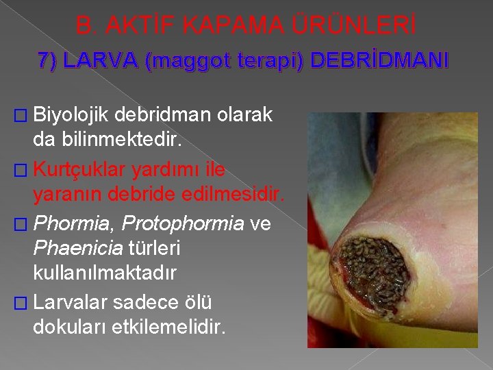 B. AKTİF KAPAMA ÜRÜNLERİ 7) LARVA (maggot terapi) DEBRİDMANI � Biyolojik debridman olarak da