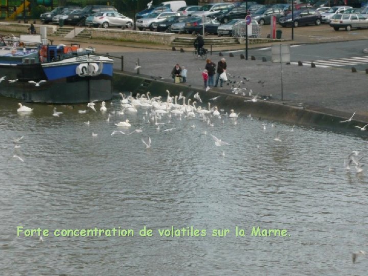 Forte concentration de volatiles sur la Marne. 
