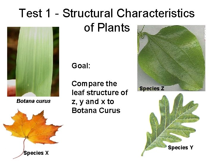 Test 1 - Structural Characteristics of Plants Goal: Botana curus Species X Compare the