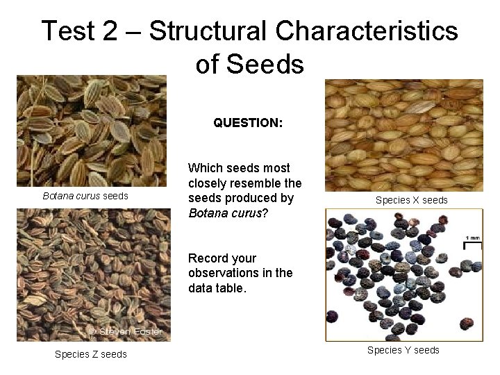 Test 2 – Structural Characteristics of Seeds QUESTION: Botana curus seeds Which seeds most