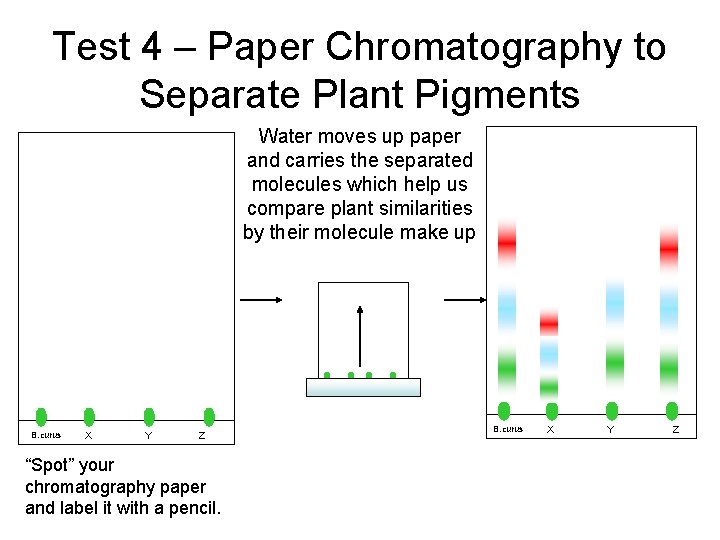 Test 4 – Paper Chromatography to Separate Plant Pigments Water moves up paper and