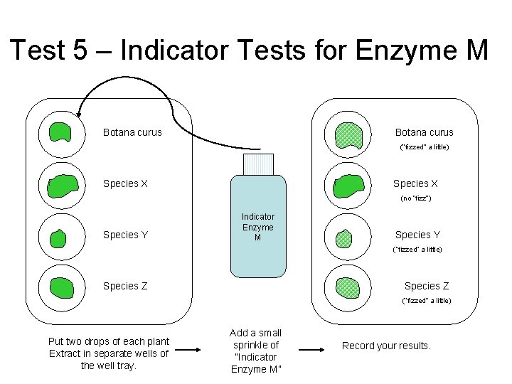 Test 5 – Indicator Tests for Enzyme M Botana curus (“fizzed” a little) Species