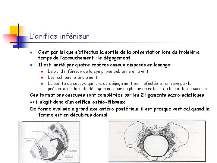 L’orifice inférieur n n C’est par lui que s’effectue la sortie de la présentation