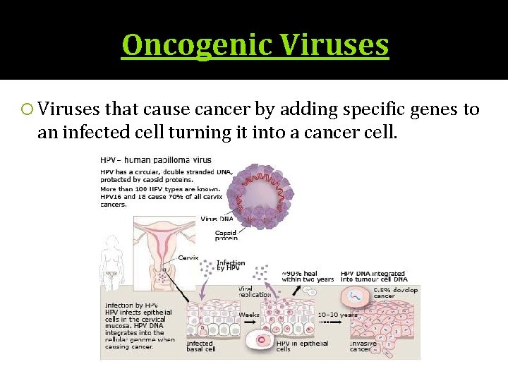 Oncogenic Viruses that cause cancer by adding specific genes to an infected cell turning