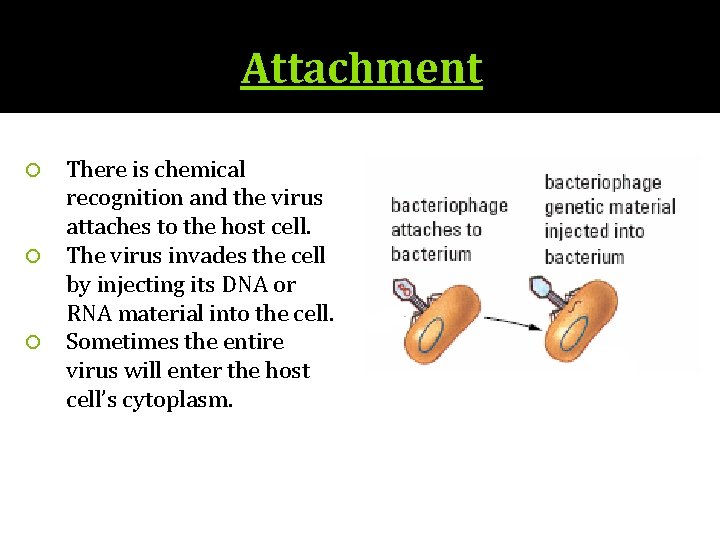 Attachment There is chemical recognition and the virus attaches to the host cell. The