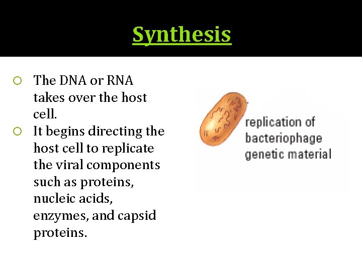 Synthesis The DNA or RNA takes over the host cell. It begins directing the